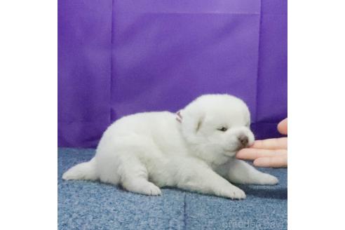 柴犬 クレージュ